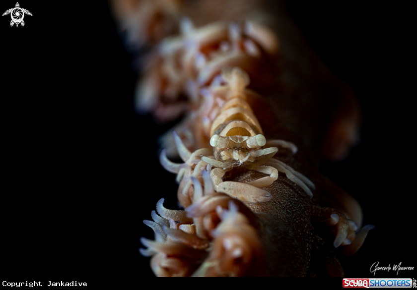 A Anker's Whip Coral Shrimp
