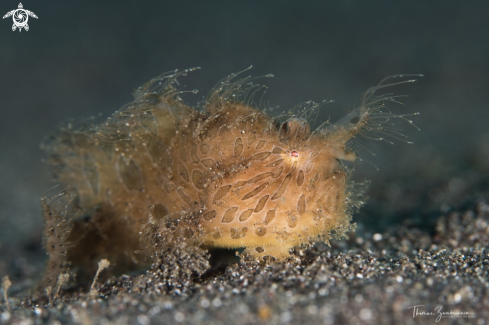 A Hairy Frogfish 
