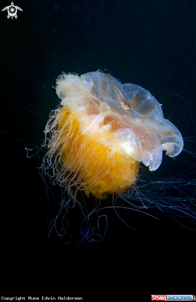 Lions mane jelly with whitting