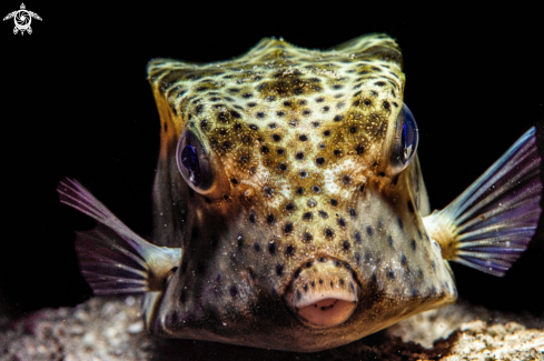 A Rhynchostracion nasus | Box fish