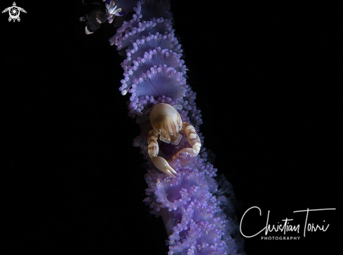 A Porcellanella haigae | Soft coral porcelain crab