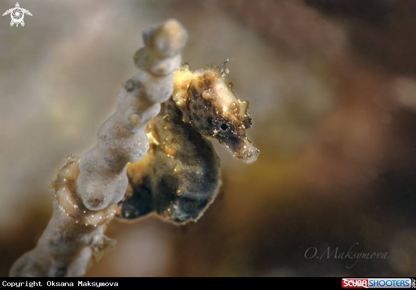 Pontoh's pygmy seahorse (Hippocampus pontohi) 