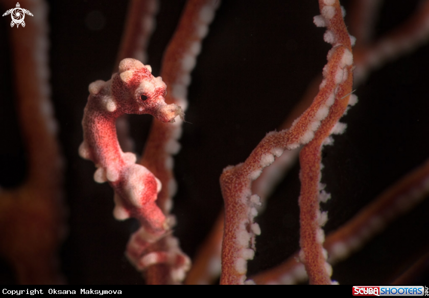 Denise's pygmy seahorseÂ (Hippocampus denise)