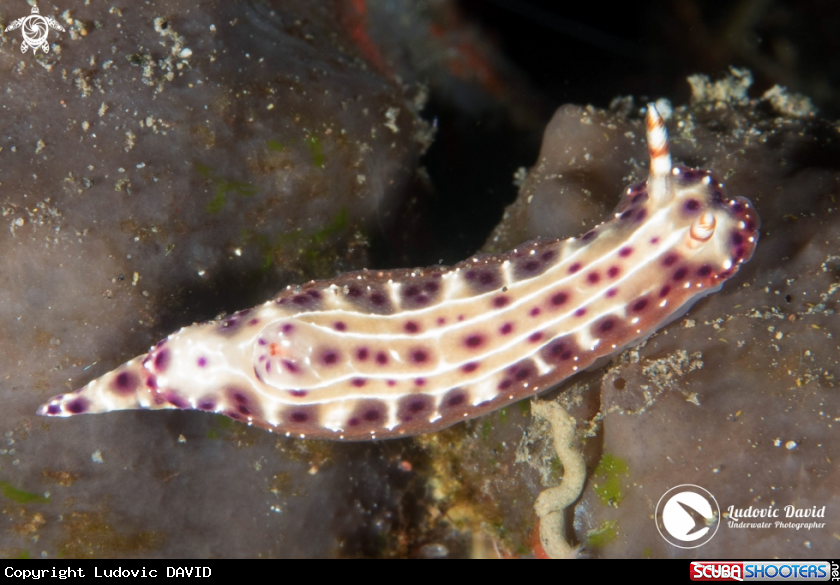 A Spotted Hypselodoris Nudibranch