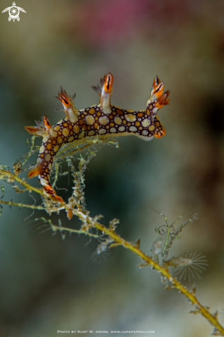 A Bornella Anguilla, Caprellidia, Hydrozoa | Nudibranche and Skeletonshrimp
