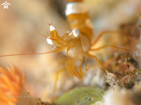 A Thor amboinensis | sexy shrimp