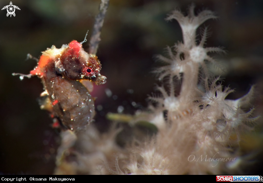 Pontoh's pygmy seahorse (Hippocampus pontohi) 