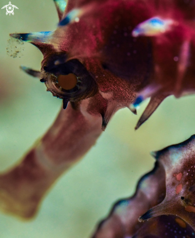 A Hippocampus Hystrix | Thorny Seahorse