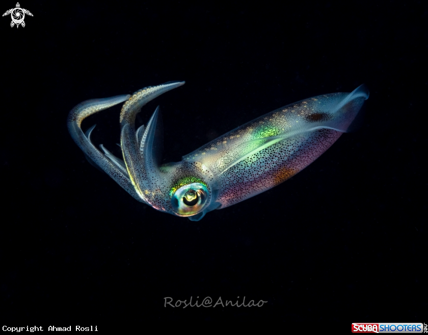 A Juvenile reef squid