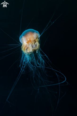 A Cyanea capillata | Lion's mane jellyfish