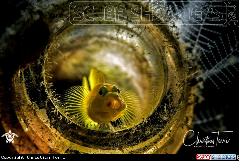 A Yellow pigmy goby