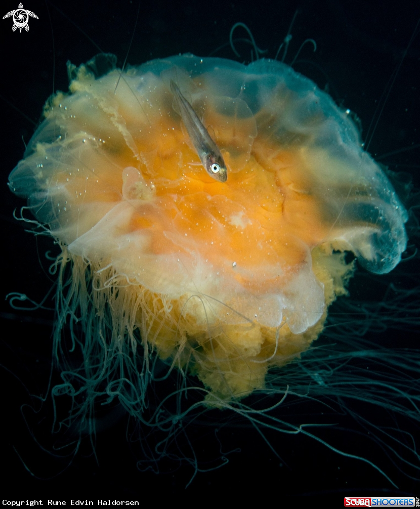Lions mane jelly & whitting