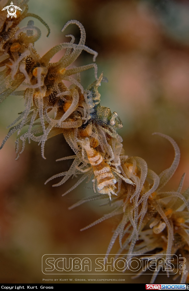 A shrimp on whip coral