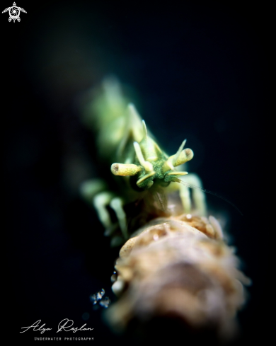 A Miropandalus Hardingi | Dragon 🐉 shrimp 