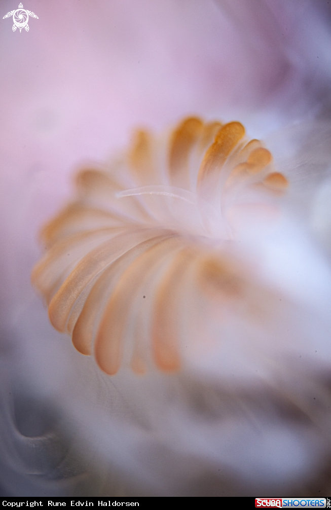Mouth of an anemone