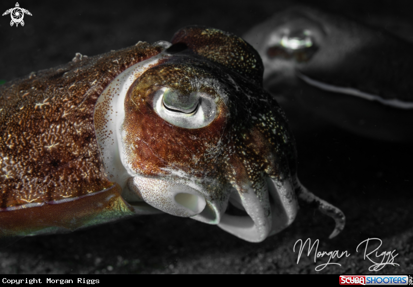 A Broadclub cuttlefish
