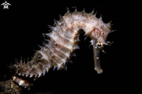 A Hippocampus histrix | Thorny Sea Horse