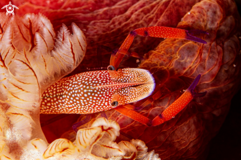 A Zenopontonia rex | Emperor shrimp