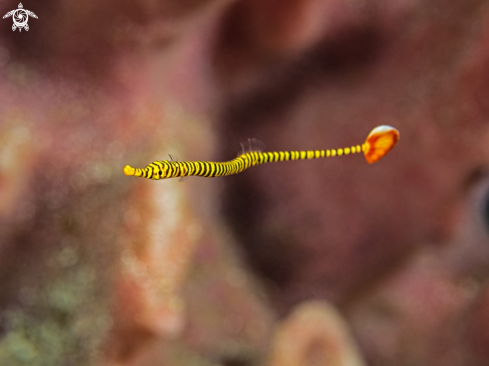 A Orange Pipefish 