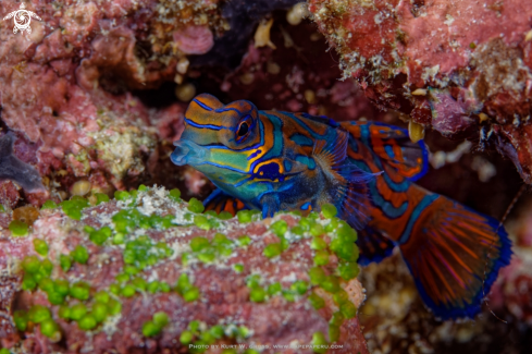 A Synchiropus splendid, male | Mandarinfish, Dragonet