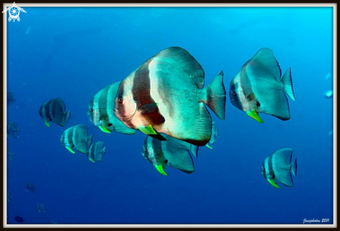 A Platax teira | Longfin spadefish