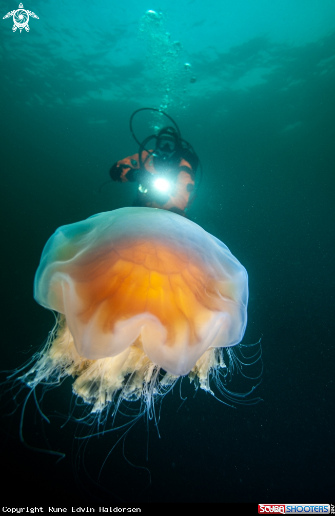 Diver and lions mane jelly