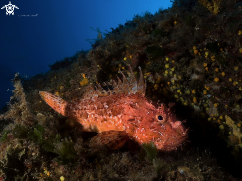 A  Scorpaena scrofa. | Scorpionfish,Scorfano rosso.
