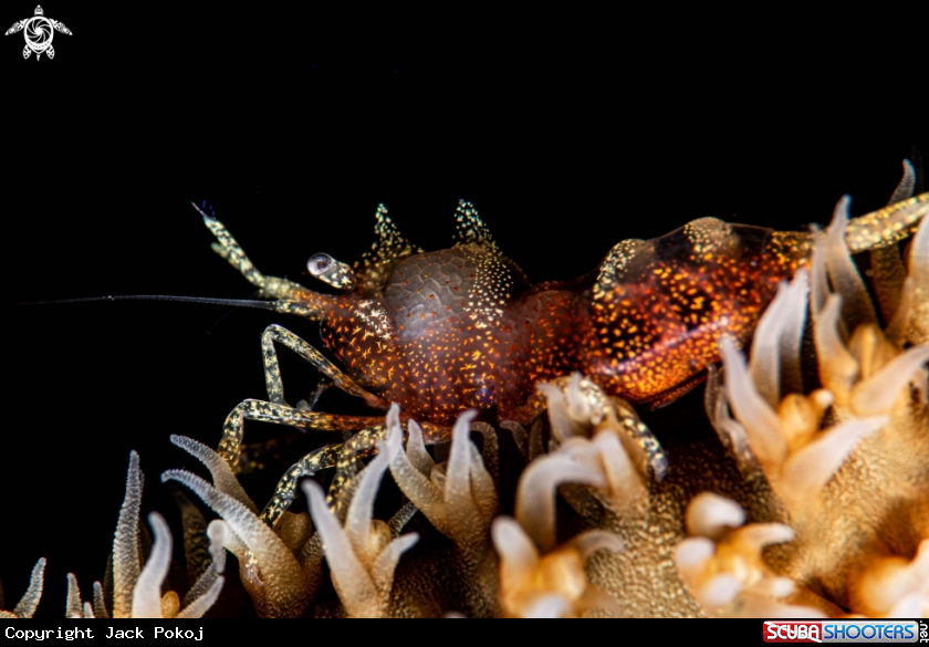 A Whipcoral shrimp