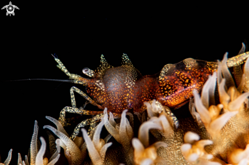 A Whipcoral shrimp