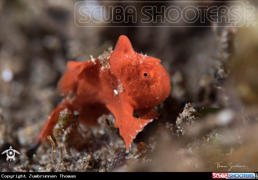 A Frogfish 