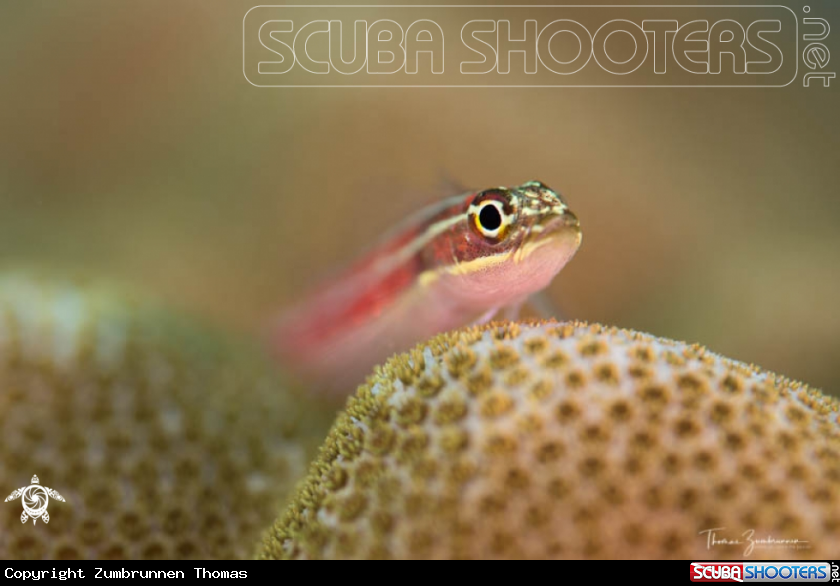 A Goby 