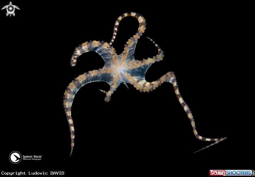 A Wunderpus Octopus