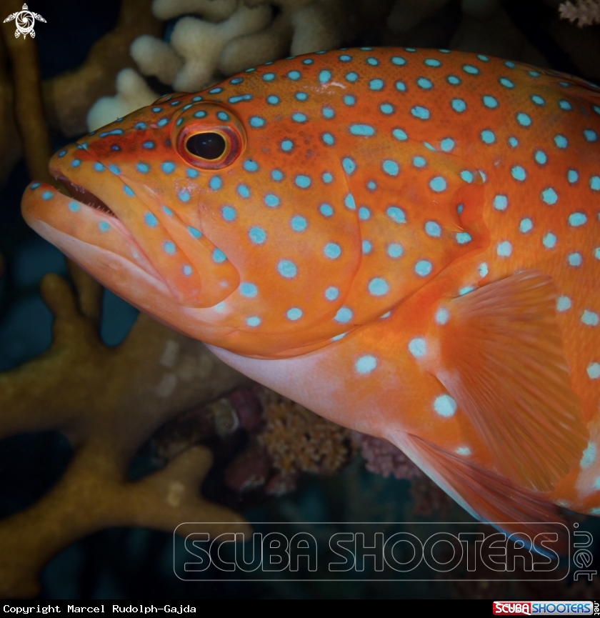 A Red Jewel Grouper 