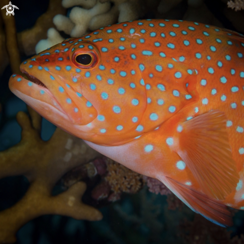 A Red Jewel Grouper 