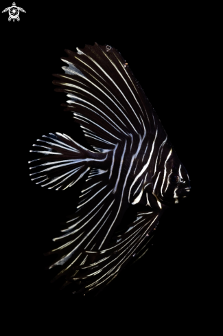 A Platax batavianus, juvenile | Juvenile Zebra Batfish