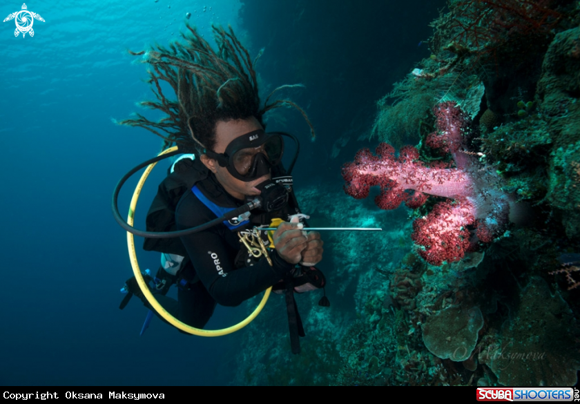 A Diver admiring soft coral