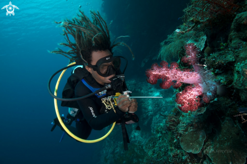 A Diver admiring soft coral