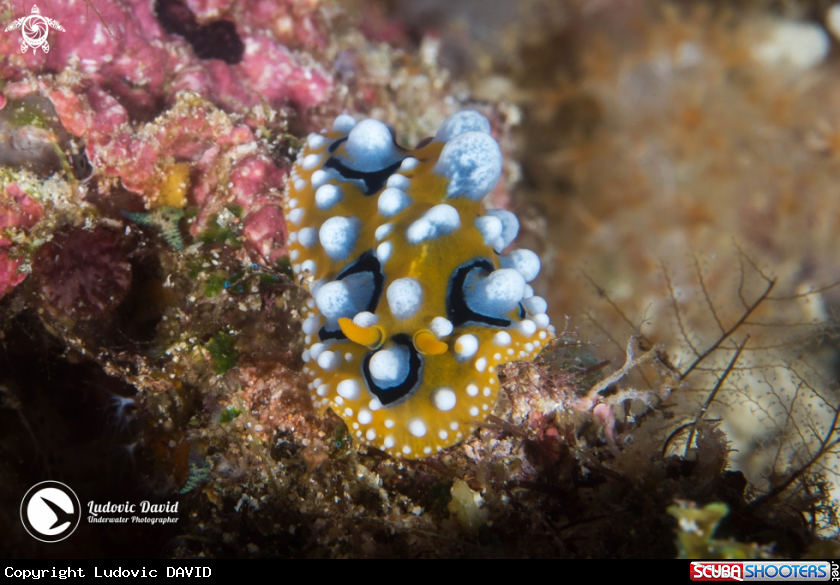 A Ocellated Phyllidia Nudibranch