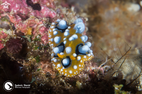 A Phyllidia ocellata | Ocellated Phyllidia Nudibranch