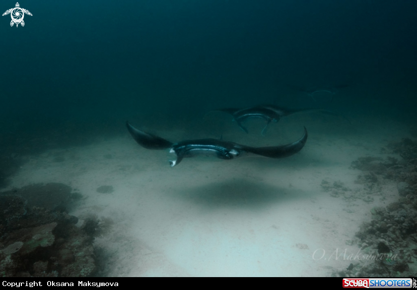 Manta rays, passing near cleaning station in the Sulwaesi sea