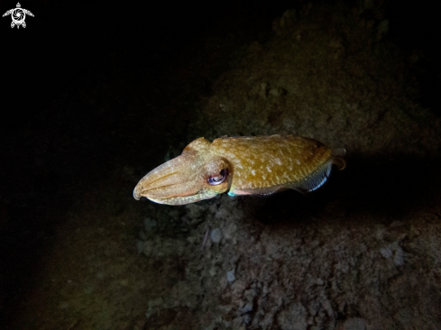 A sepiaofficinalis | cuttlefish 