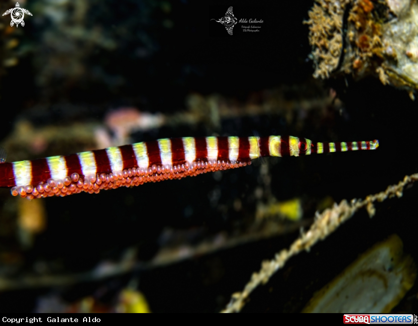A Ringed Pipefish