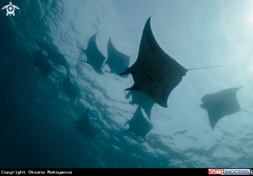 Manta rays, passing in surface