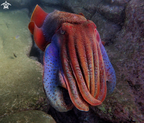 A Australian giant cuttlefish 