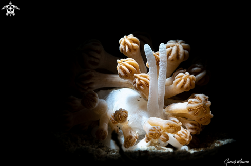A Xenia nudibranch