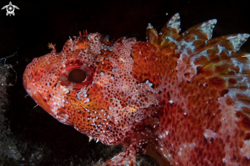 A Scorpaena maderensis | Madeira rockfish