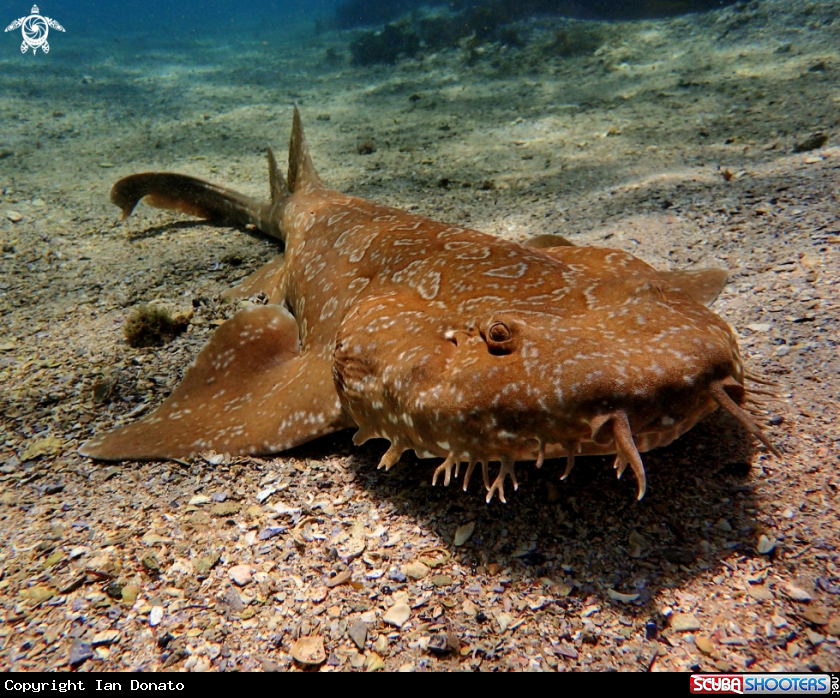A spotted wobbegong