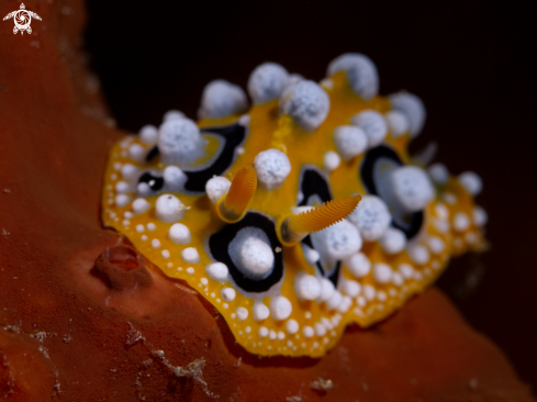 A Phyllidia ocellata | Nudibranch