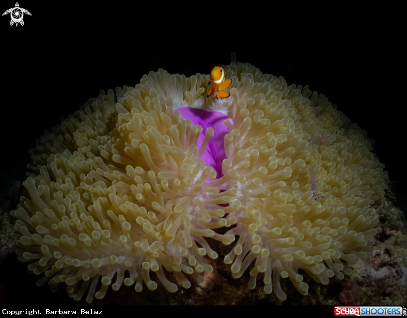 A Clownfish with anemone shrimps