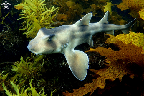 A Heterodontus galeatus | Crested-horn shark